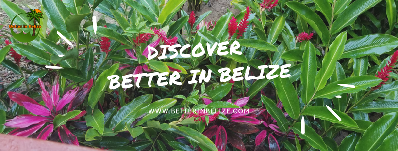 Better In Belize The Howler Newsletter
